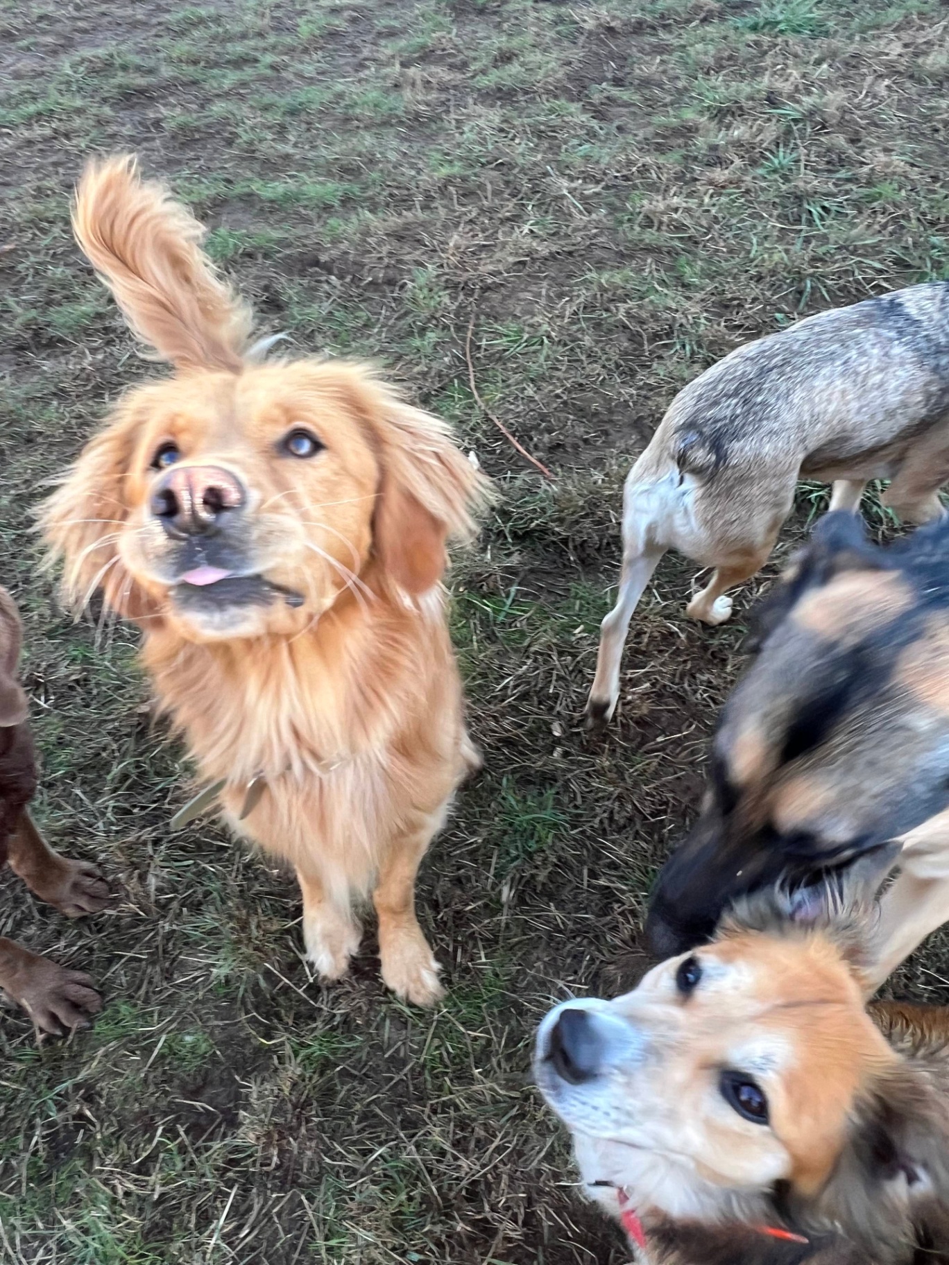 Several dogs socialize and play together on a grassy outdoor area at Green Acres K-9 Resort