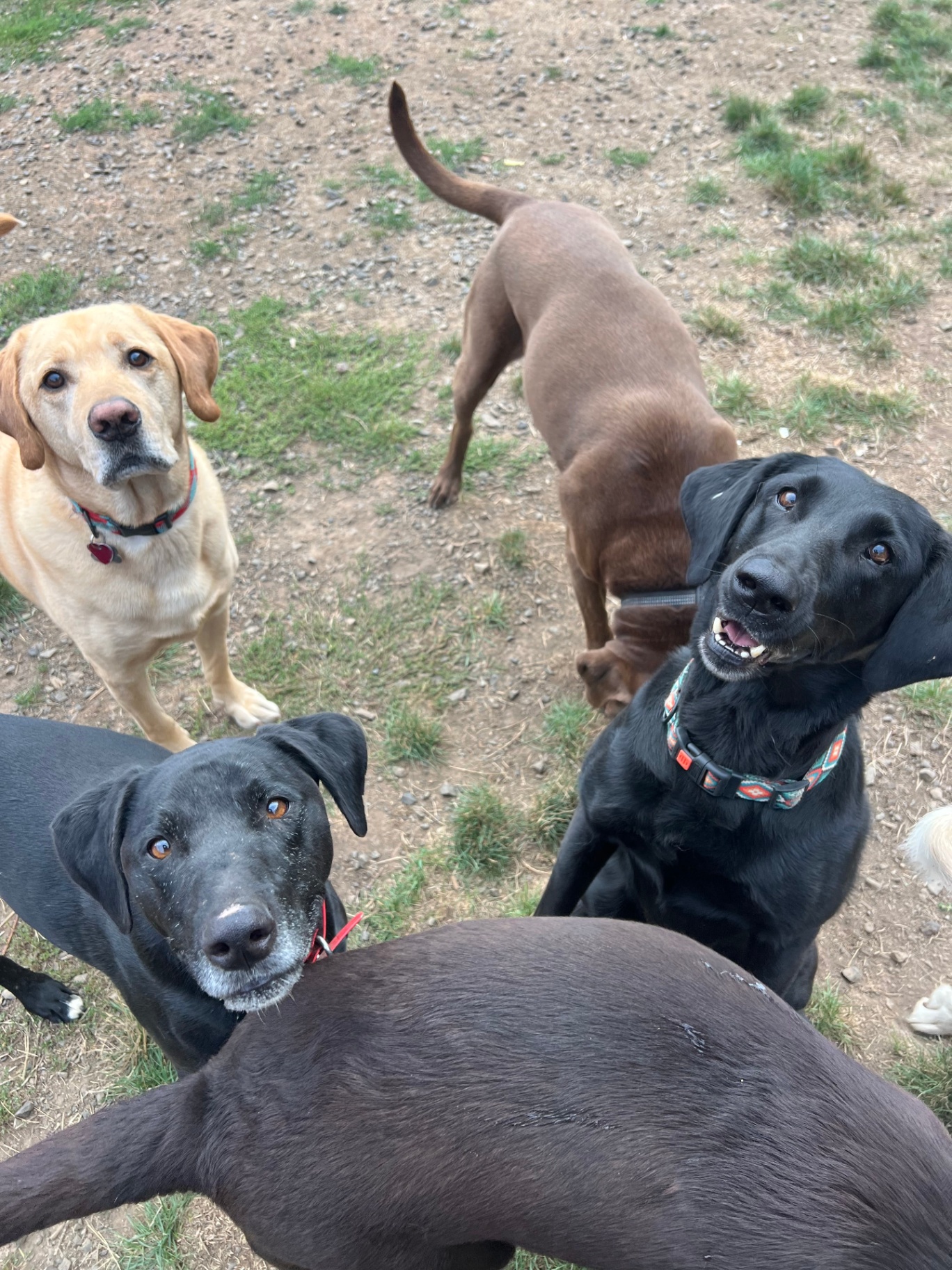 Group of dogs socializing in daycare yard
