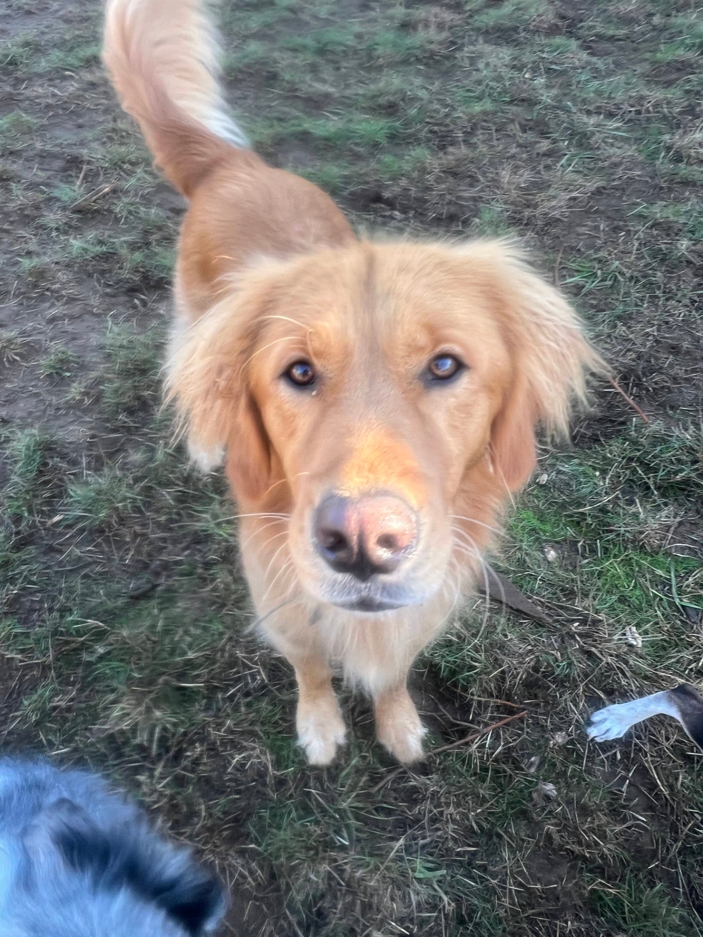 Golden Retriever in Exercise Yard