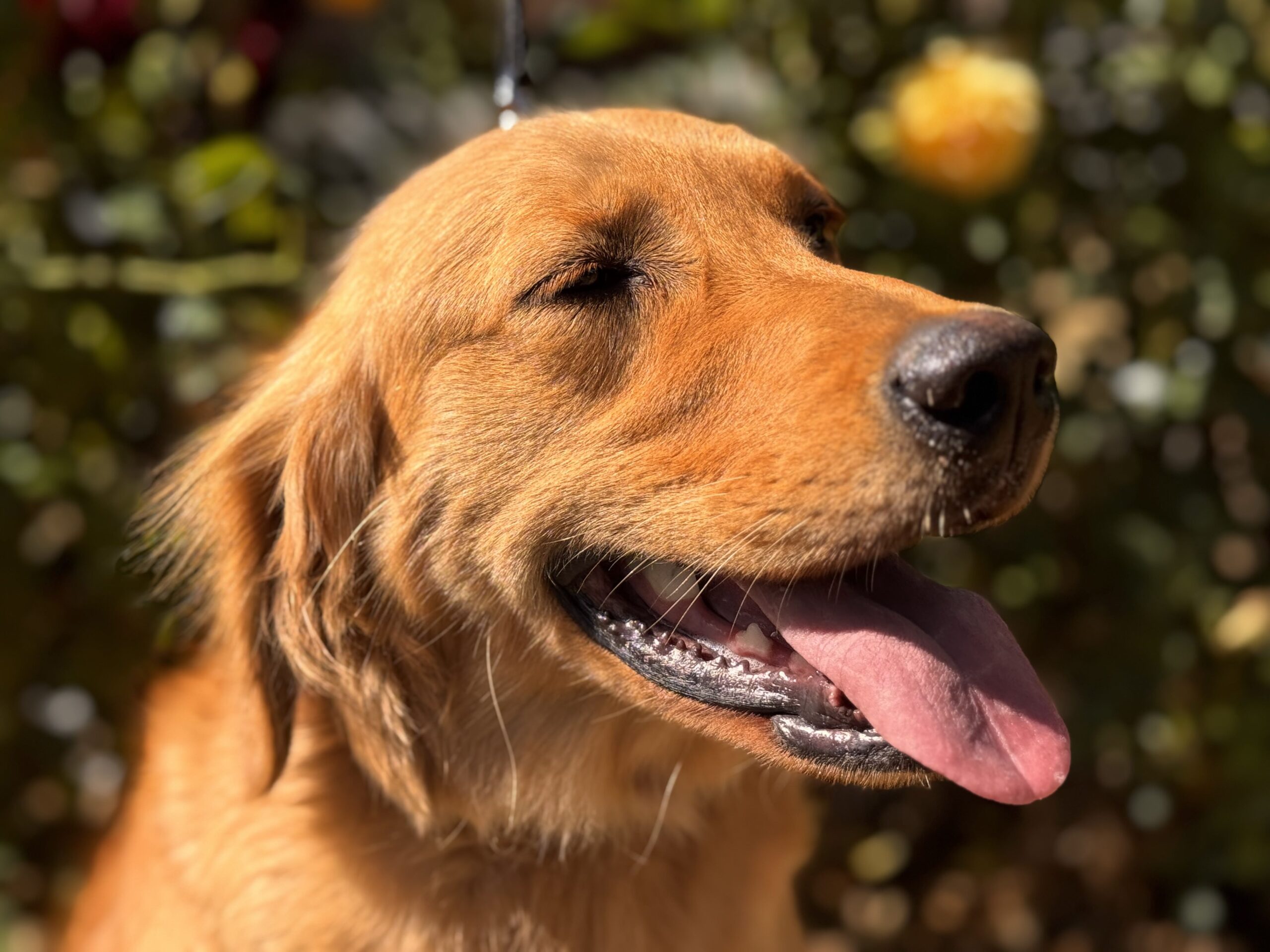 Golden Retriever enjoying outdoor playtime at Green Acres K-9 Resort