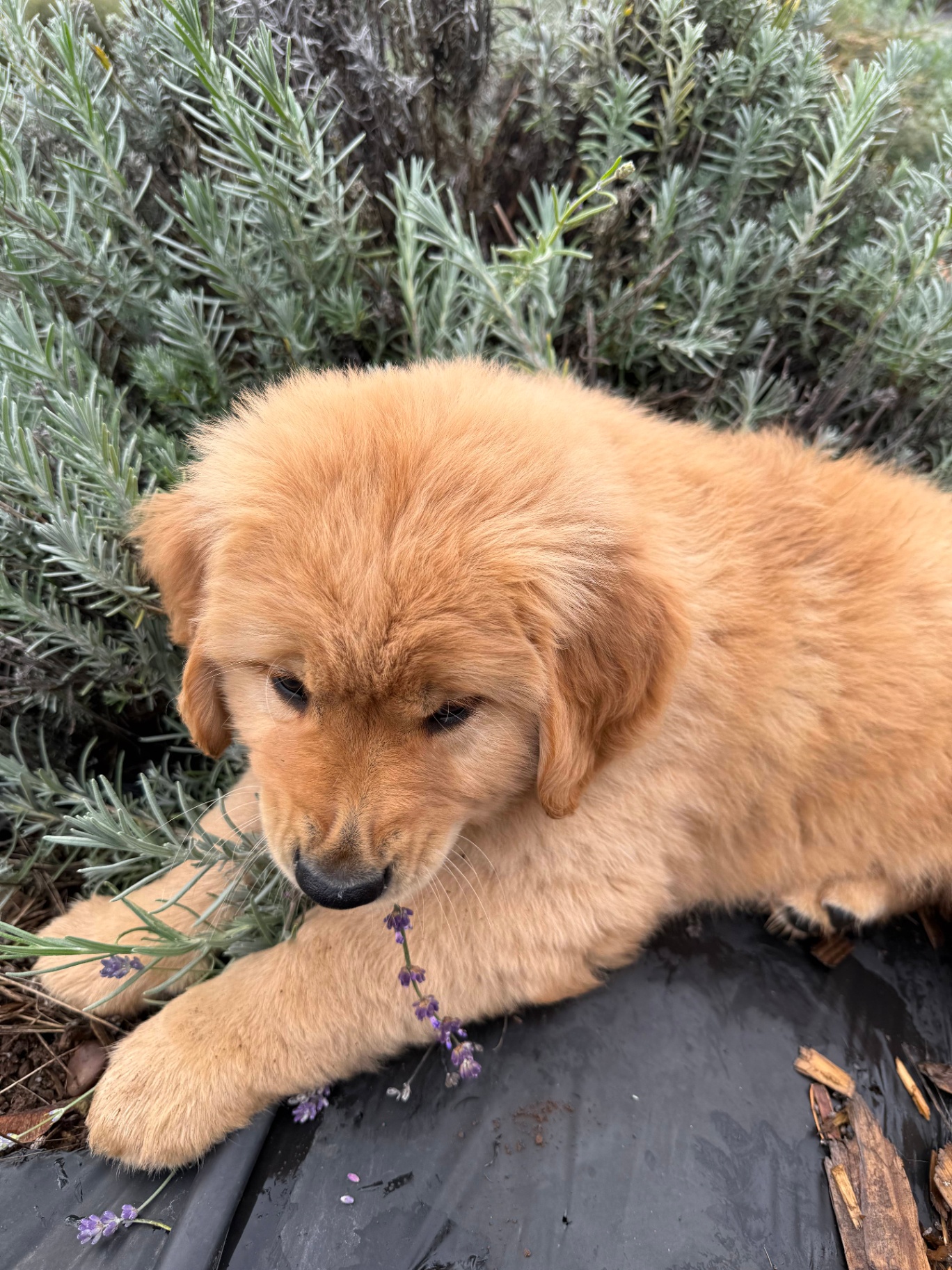 Golden retriever puppy relaxing in sensory garden