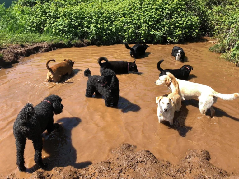 A bunch of dogs standing and playing in a pond.