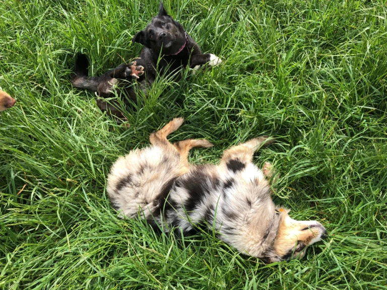 Two dogs rolling in the grass, one aussie, one black mix.
